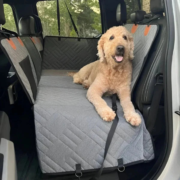 Travel Freely, Bond Deeply with Your Pet
